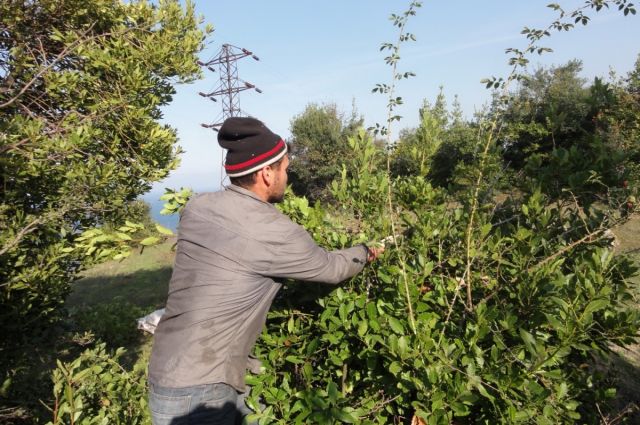 Odun Dışı Orman Ürünleri Türkiye Ekonomisine 12 Milyar TL Kazandırdı