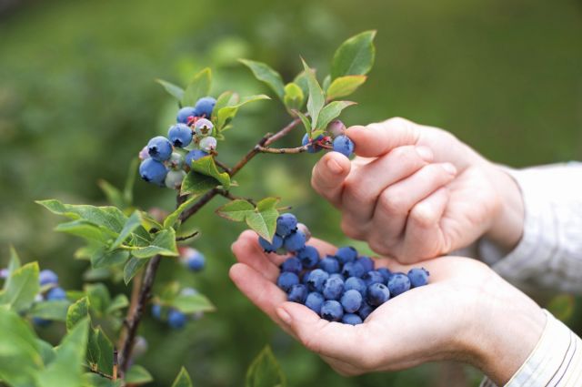 OGM: Türkiye’de 28 bin hektar ormanda 1.923 ton maviyemiş var