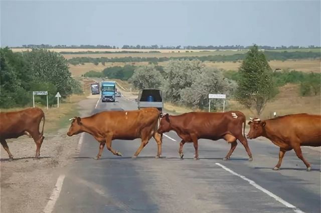 Rusya, yol kenarlarında hayvan otlatma cezalarını artırdı