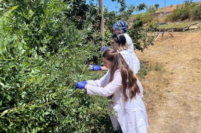 Samsun Büyükşehir’den Kahverengi Kokarca’ya Samuray Arısı Mücadelesi