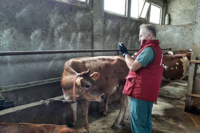 Şap hastalığı kâbusu yeniden hortladı