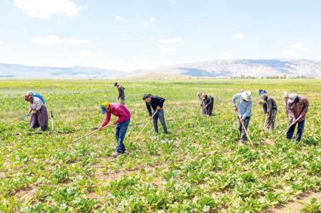 Tarım Ürünleri İthalatı 2025’in İlk Yedi Ayında 6 Milyar Doları Aştı