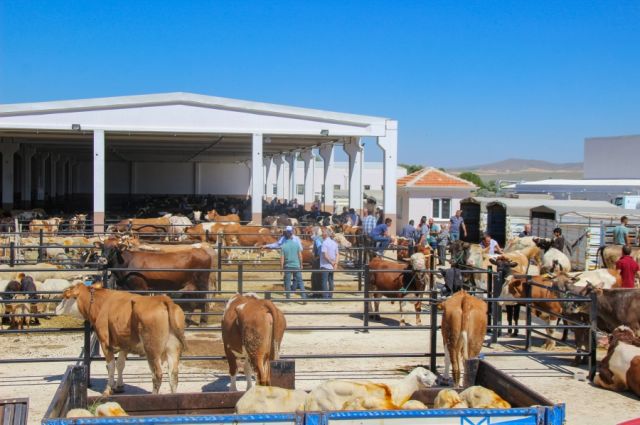 Tarım Yazarı Gazi Kutlu, İl İl Canlı Hayvan Pazarlarının Açılış Tarihlerini Açıkladı