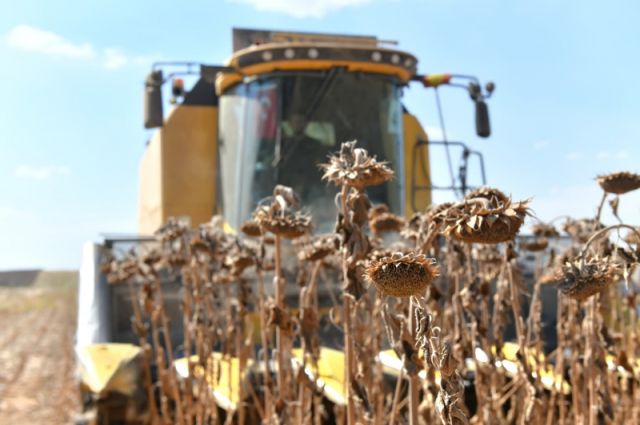 TİGEM: Ceylanpınar’da 2025 ayçiçek hasadı tamamlandı