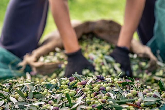 Ege İhracatçıları: Türkiye sofralık zeytin ihracatında 255 milyon doları aştı