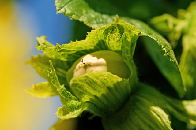 Ferrero, Sırbistan ve Şili’de yeni yatırımlarla küresel fındık ağını güçlendiriyor