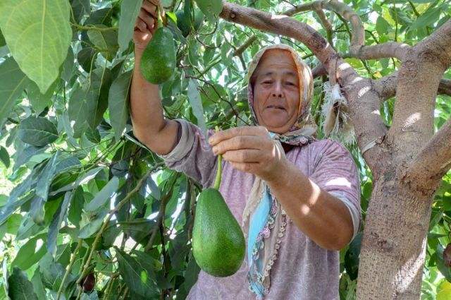 Mersin Büyükşehir’den üreticiye 22 bin avokado fidanı desteği