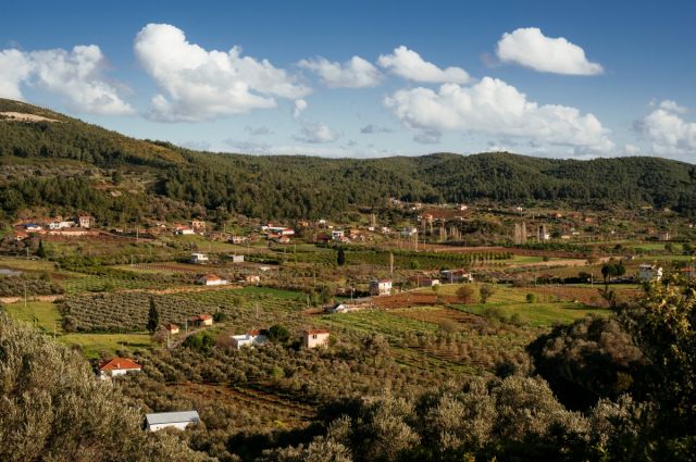 Seferihisar’da Orhanlı Zeytin Hasadı Festivali Başlıyor