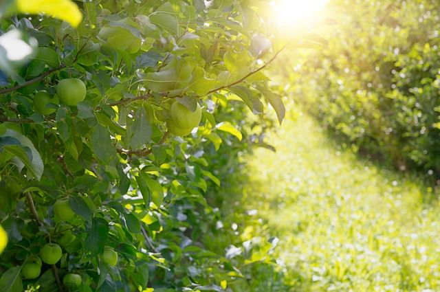 Tarım Bakanlığı, 10 ilde üreticilere 6,5 milyar TL zirai don desteği ödedi