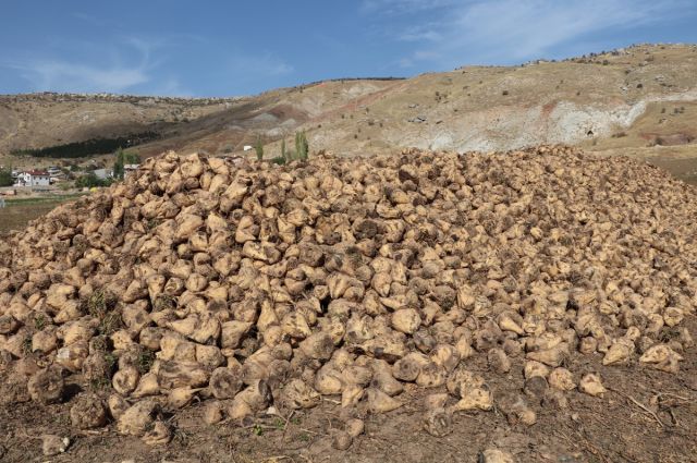 Tarım Bakanlığı şeker pancarı alım fiyatını güncelledi