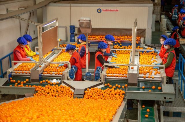 Ticaret Bakanlığı, Satsuma Mandalina Hasat ve İhracat Tarihlerini Açıkladı