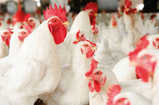 TÜİK: Tavuk Eti Üretimi Ağustosta 229 Bin Ton Oldu