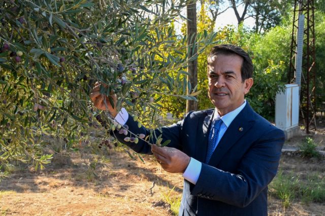 Antalya’da zeytinyağı kalitesini artırmak için yarışma düzenleniyor