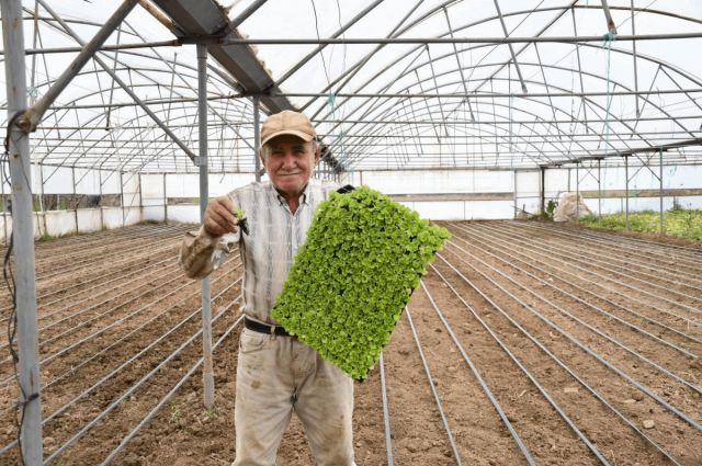 Balıkesir Büyükşehir’den üreticiye 140 bin marul fidesi desteği