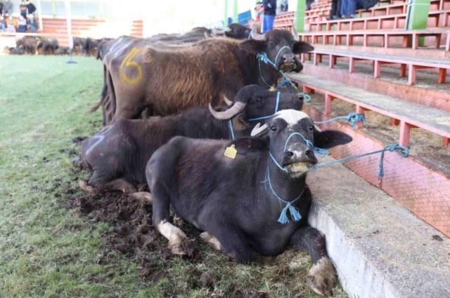 Başkan Güler Müjdeyi Verdi: Ordu Manda Islahı Projesi Kapsamına Alındı