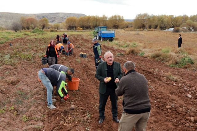 Çankırı Belediyesi 20 dönümlük arazide yerli patates hasadı yaptı