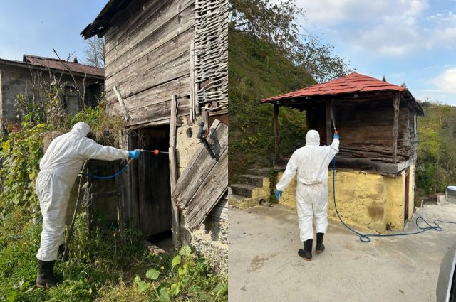 Giresun Tarım Müdürlüğü Kokarca Mücadelesi İçin Uyarıda Bulundu