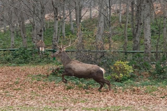 Kocaeli Büyükşehir 8 kızıl geyiği Kuzuyayla’da doğaya saldı