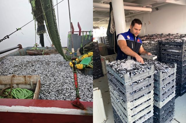 Samsun İl Tarım Müdürlüğü 1,8 milyon kg hamsi avını denetledi