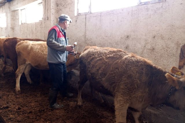 Ağrı Tarım Çakıroba’da büyükbaşlarda şap aşısı yaptı