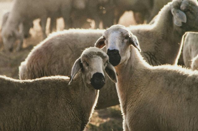 Borç Nedeniyle İcradan Küçükbaş Hayvanlar Satılıyor