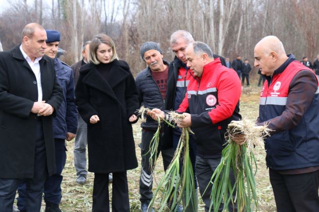Çorum İl Tarım’dan Mecitözü’nde Kışlacık Pırasası Hasadı