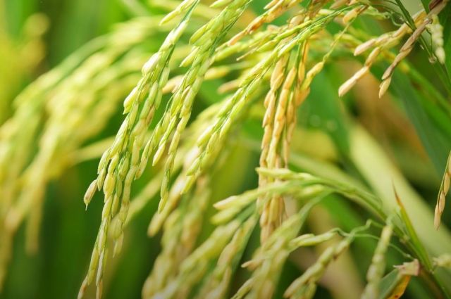 Cranfield ve Warwick Üniversitesi: Bitki ıslahı tarımda metanı azaltıyor