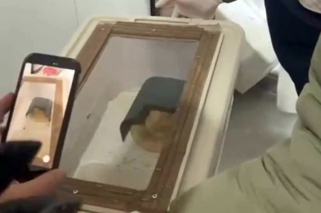 DKMP: Burdur’da 4 yasadışı yaban hayvanı evde ele geçirildi