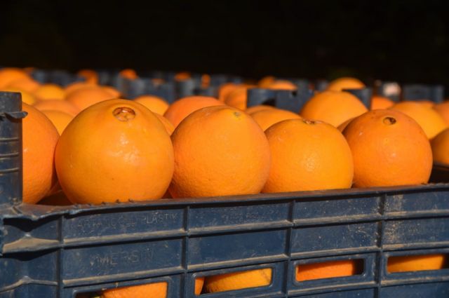 Florida Üniversitesi: HLB’ye Dayanıklı Yeni Portakal Geliştirildi