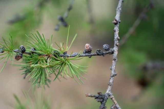 Fransa’da Bitki Karantina Kurumu çam nematodunu doğruladı