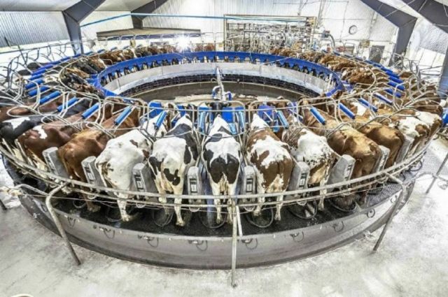 IKAR: Rusya’da süt üretimi 2025’te yüzde 0,2 artacak öngörüsü