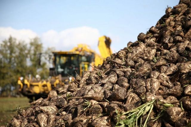 Kayseri Şeker, Çiftçiye 201 Milyon TL Söküm Avansı Ödedi