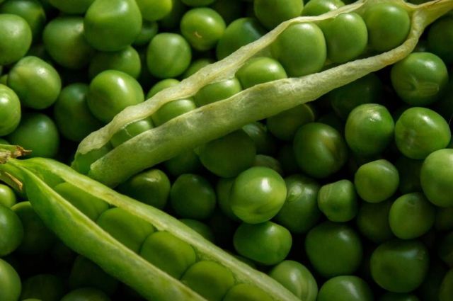 Kopenhag Üniversitesi: Yapay Zeka 50’yi Aşkın Yeni Bezelye Çeşidi Buldu