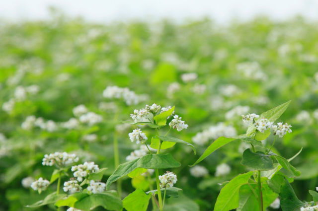 Rusya, 2025’te Karabuğday İhracatında Tarihi Rekor Kırdı