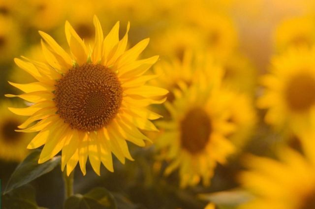 Rusya, 2026’da Ayçiçek Yağı İhracat Vergisini Artıracak