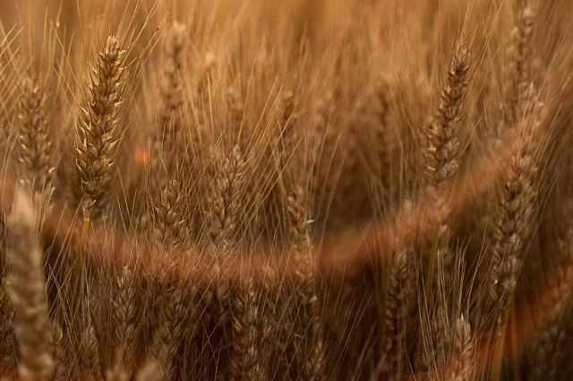 Rusya, Buğday İhracatında 24–30 Aralık Arası Vergiyi 109,1 Ruble’ye Çıkardı