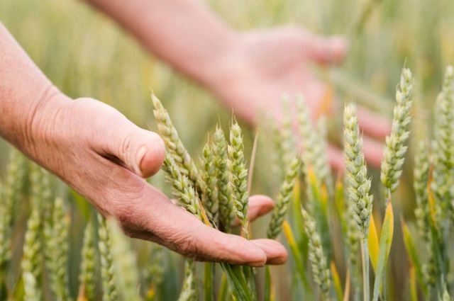 Rusya Tarım Bakanlığı, 2025’te tarım sigortasını daralttı