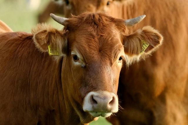 Rusya’da Büyükbaş Hayvan Sayısı Kasım Sonunda %3 Azaldı