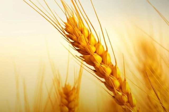 Rusya’dan buğday ihracatında vergi 14–20 Ocak 2026’da sıfır olacak