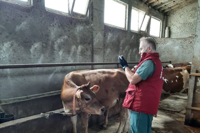 Samsun Tarım Müdürlüğü 2026 Şap Aşılama Programını Başlattı