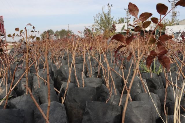 Şanlıurfa Büyükşehir’den çiftçilere %85 hibeli fıstık fidanı