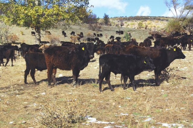 Tarım ve Orman Bakanlığı ıslah projelerine 2,7 milyar lira sağladı