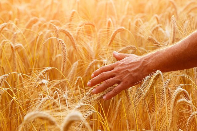 TİM, hububat ve yağlı tohumlar ihracatının 11 aylık verisini açıkladı