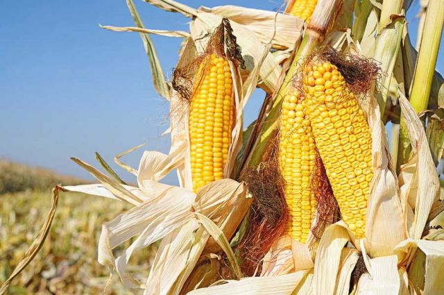 TMO, 2025 Yılı Alım Ödemelerine Devam Ediyor: Üreticilere 1,15 Milyar TL Aktarıldı