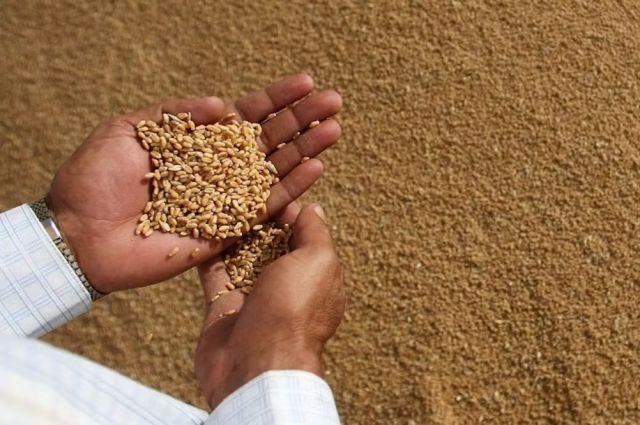 Ukrayna Ekonomi Bakanlığı: Tahıl ve yağlı tohum hasadı 75 milyon ton