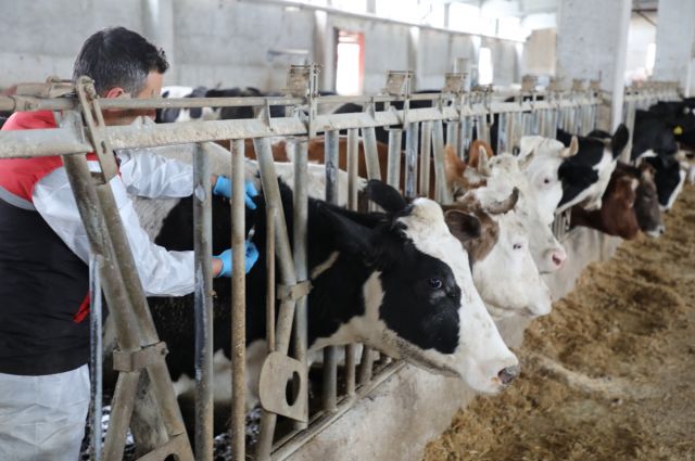 Aksaray Ortaköy’de şap hastalığı: 9 köy karantinaya alındı
