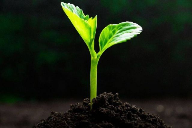 Arkansas Üniversitesi: Gıda Atıkları Fide Yetiştiriciliğinde Kullanılabilir