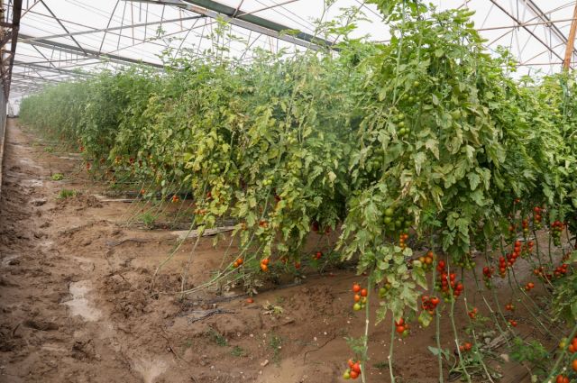 Bakan Yumaklı: Antalya’daki selde hasar tespitleri sürüyor