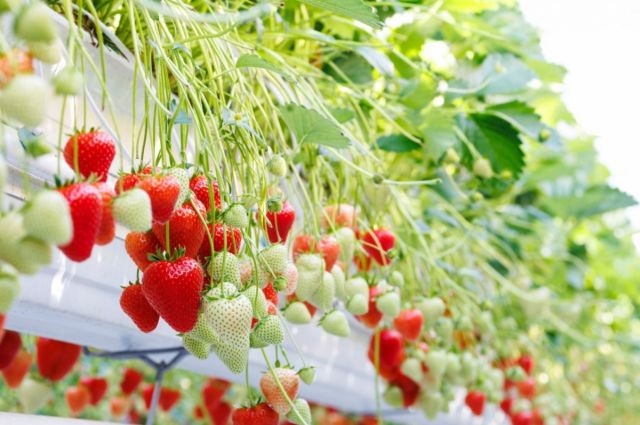 Bayer, De Ruiter markasıyla yeni çilek çeşidi tanıttı