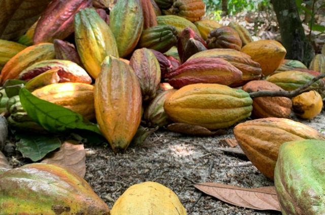 Bloomberg: Kakao fiyatı 2023’ten beri ilk kez 4 bin doların altına indi